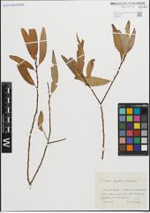 Foto von Salix fragilis L. x Salix vitellina L.